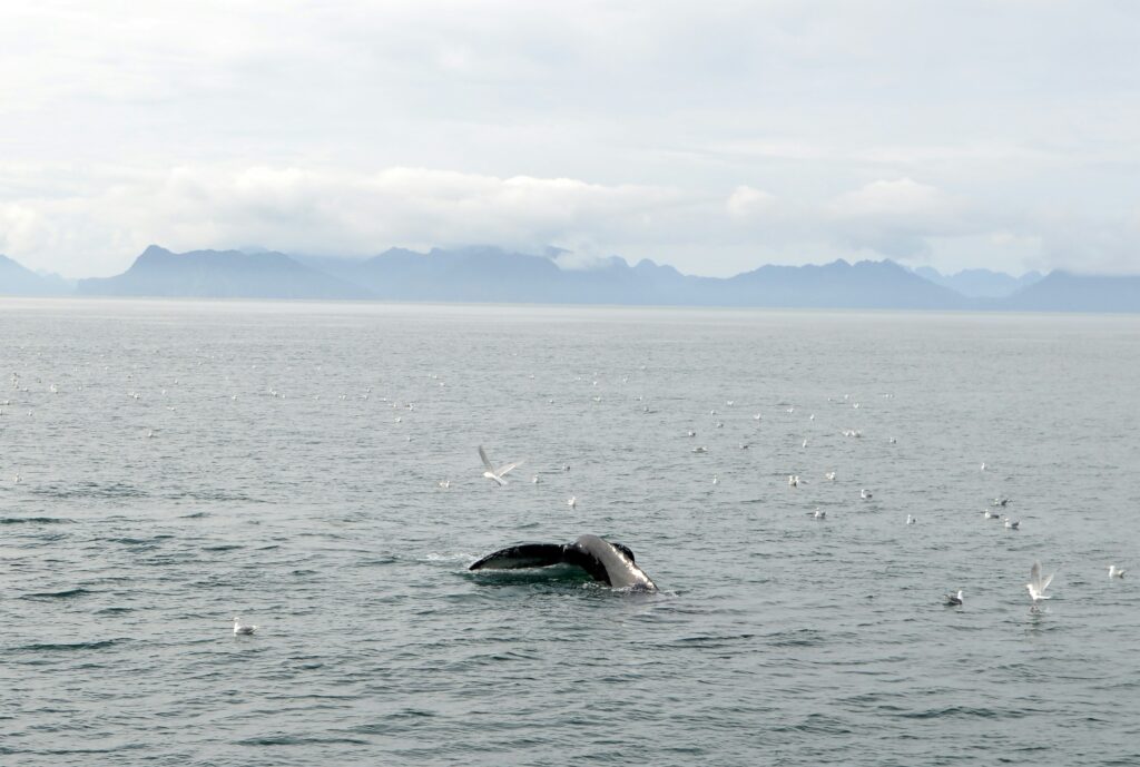 Dave meckler zfjb4aiqypk unsplash