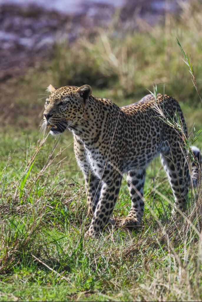 leopard on safari masai mara with my kids
