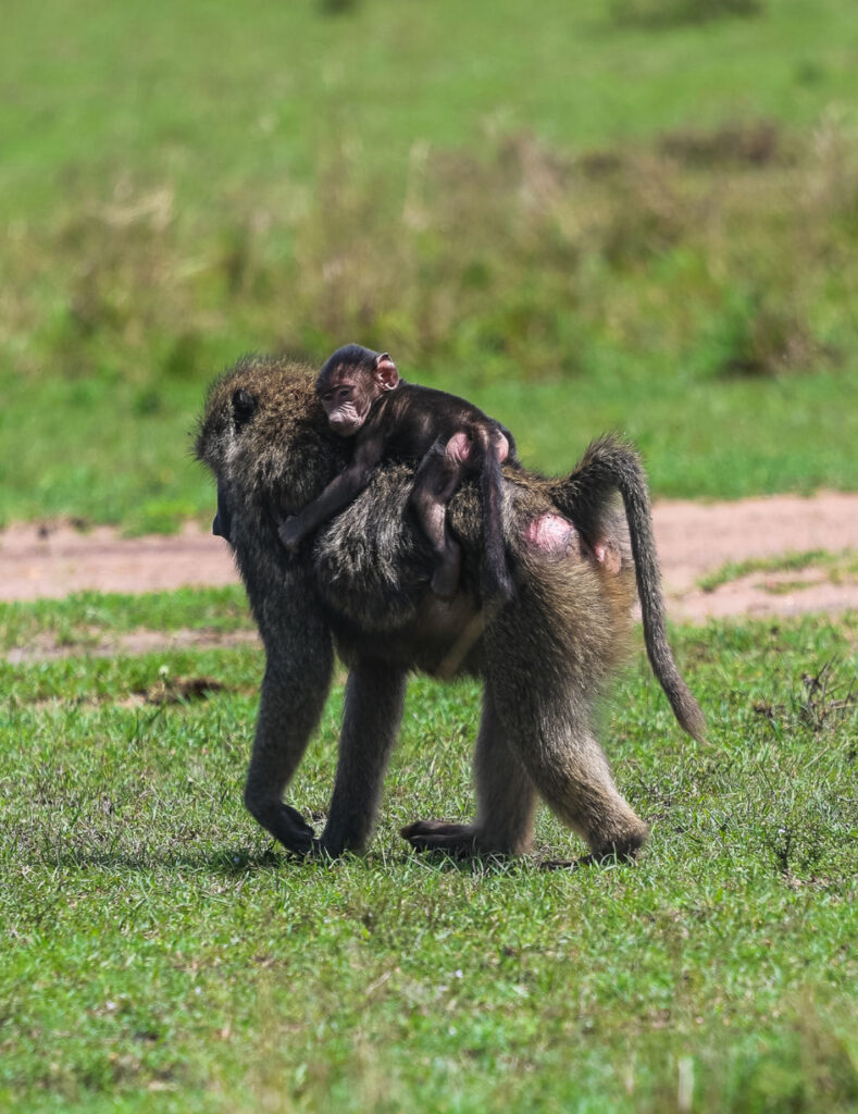 father and baby baboon in masai mara safari with kids