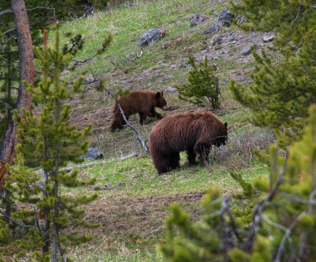 Brett greenawalt O9l3OsvJsog unsplash